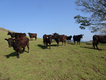 牧草を飽食する放牧牛（北海道猿払村）